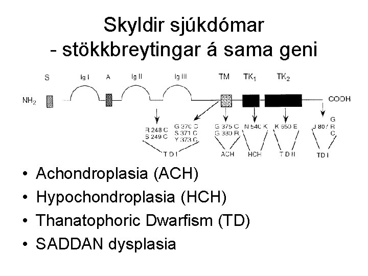 Skyldir sjúkdómar - stökkbreytingar á sama geni • • Achondroplasia (ACH) Hypochondroplasia (HCH) Thanatophoric