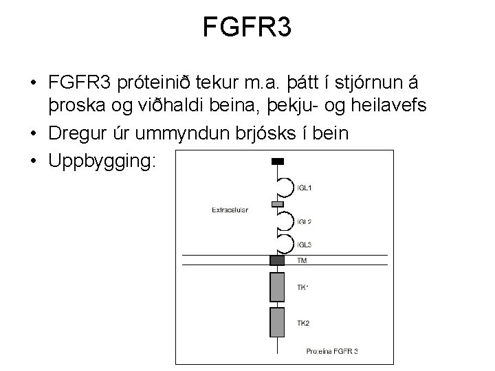 FGFR 3 • FGFR 3 próteinið tekur m. a. þátt í stjórnun á þroska