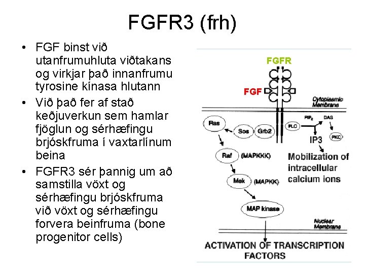 FGFR 3 (frh) • FGF binst við utanfrumuhluta viðtakans og virkjar það innanfrumu tyrosine