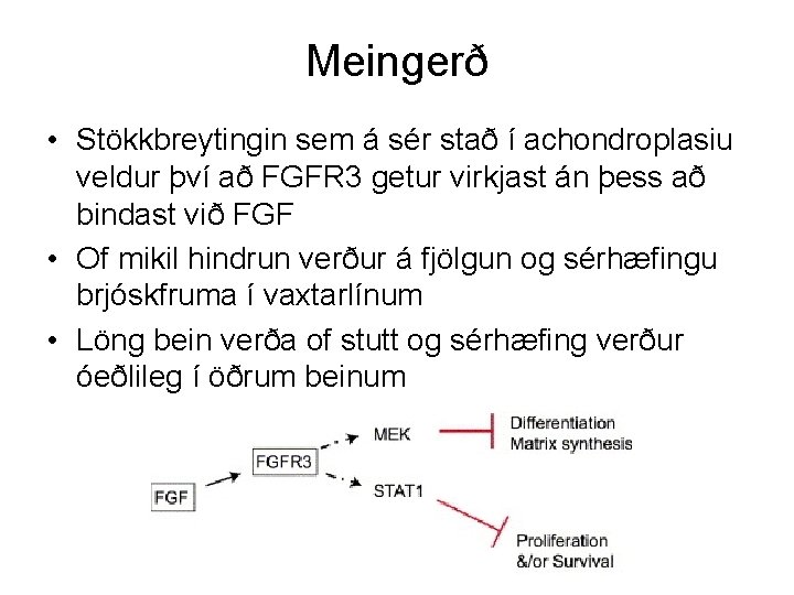 Meingerð • Stökkbreytingin sem á sér stað í achondroplasiu veldur því að FGFR 3