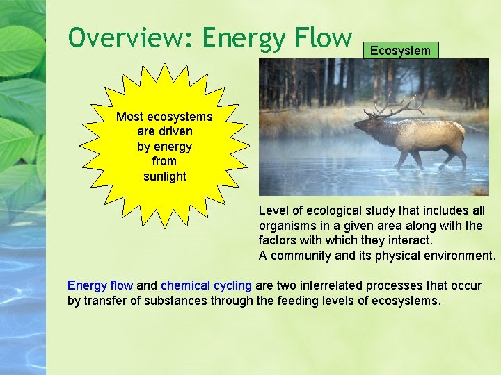 Overview: Energy Flow Ecosystem Most ecosystems are driven by energy from sunlight Level of Overview: Energy Flow Ecosystem Most ecosystems are driven by energy from sunlight Level of