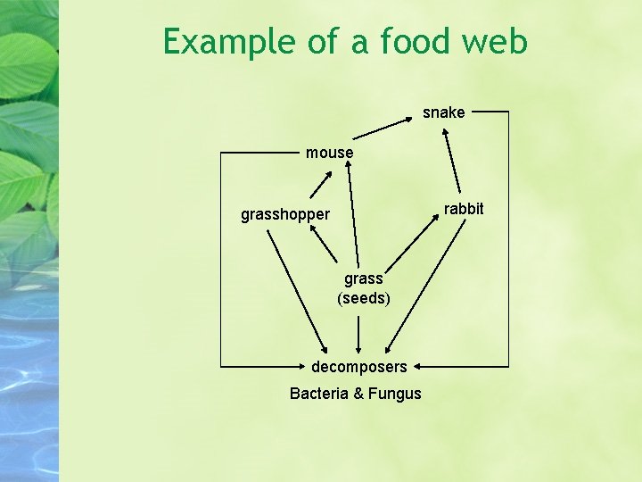 Example of a food web snake mouse rabbit grasshopper grass (seeds) decomposers Bacteria & Example of a food web snake mouse rabbit grasshopper grass (seeds) decomposers Bacteria &