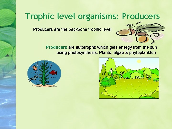 Trophic level organisms: Producers are the backbone trophic level Producers are autotrophs which gets Trophic level organisms: Producers are the backbone trophic level Producers are autotrophs which gets