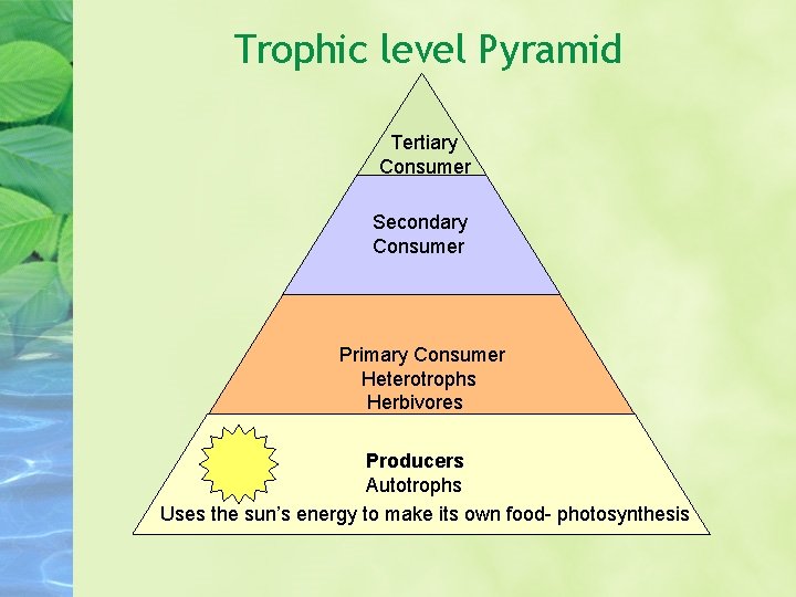Trophic level Pyramid Tertiary Consumer Secondary Consumer Primary Consumer Heterotrophs Herbivores Producers Autotrophs Uses Trophic level Pyramid Tertiary Consumer Secondary Consumer Primary Consumer Heterotrophs Herbivores Producers Autotrophs Uses
