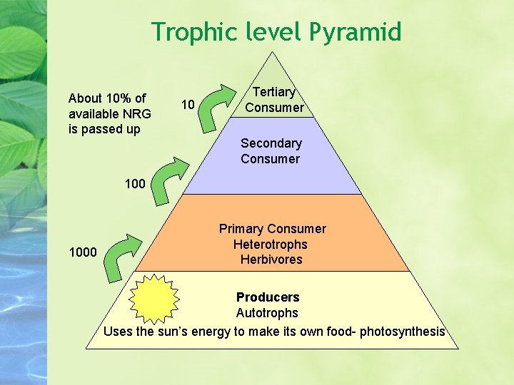 Trophic level Pyramid About 10% of available NRG is passed up 10 Tertiary Consumer Trophic level Pyramid About 10% of available NRG is passed up 10 Tertiary Consumer