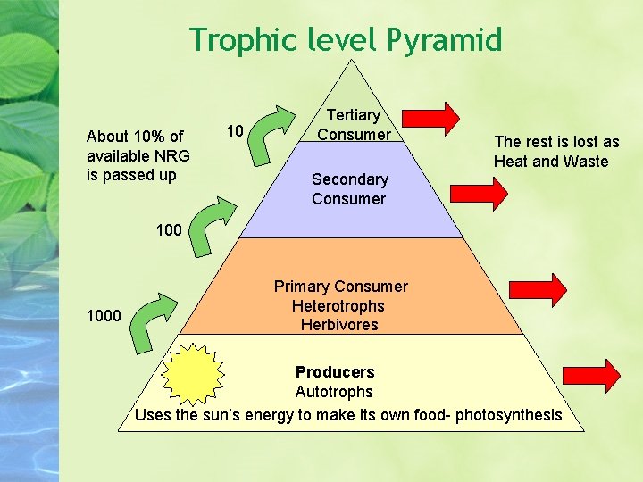 Trophic level Pyramid About 10% of available NRG is passed up 10 Tertiary Consumer Trophic level Pyramid About 10% of available NRG is passed up 10 Tertiary Consumer