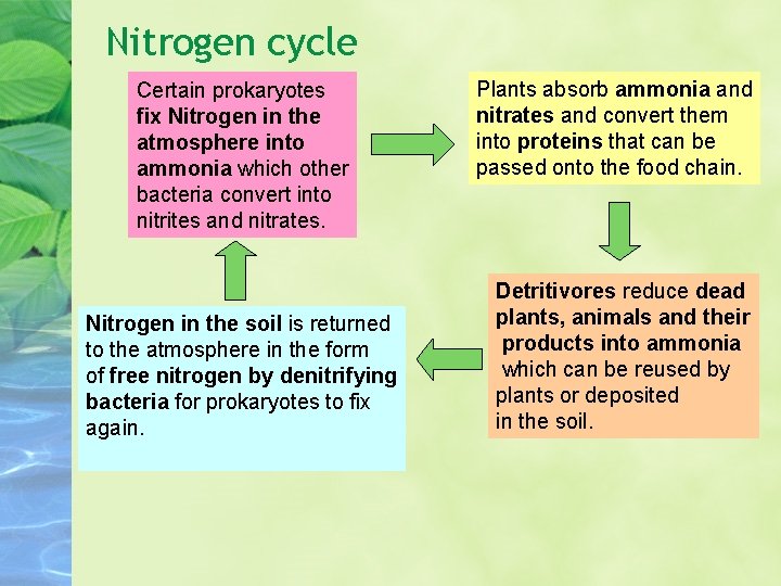Nitrogen cycle Certain prokaryotes fix Nitrogen in the atmosphere into ammonia which other bacteria Nitrogen cycle Certain prokaryotes fix Nitrogen in the atmosphere into ammonia which other bacteria