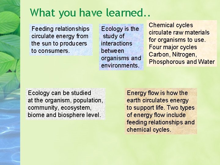 What you have learned. . Feeding relationships circulate energy from the sun to producers What you have learned. . Feeding relationships circulate energy from the sun to producers