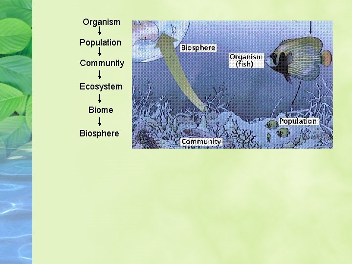 Organism Population Community Ecosystem Biome Biosphere Organism Population Community Ecosystem Biome Biosphere