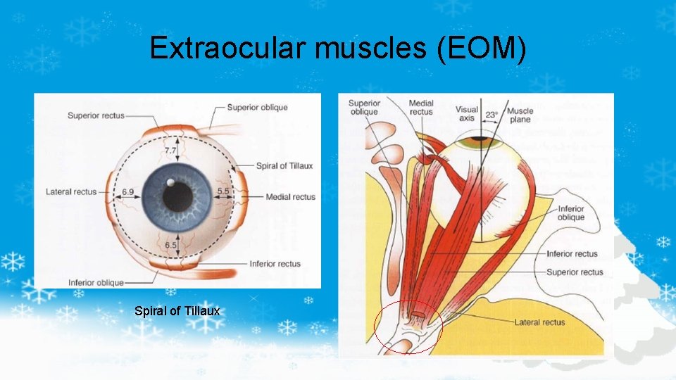 Extraocular muscles (EOM) Spiral of Tillaux 