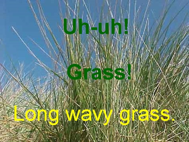 Uh-uh! Grass! Long wavy grass. 