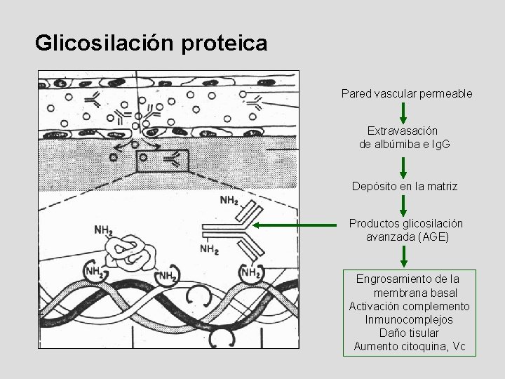 Glicosilación proteica Pared vascular permeable Extravasación de albúmiba e Ig. G Depósito en la Glicosilación proteica Pared vascular permeable Extravasación de albúmiba e Ig. G Depósito en la