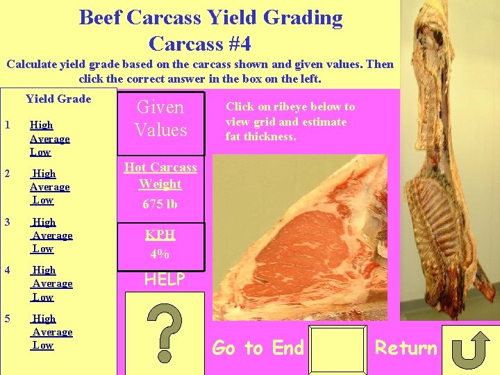 Beef Carcass Yield Grading Carcass #4 Calculate yield grade based on the carcass shown