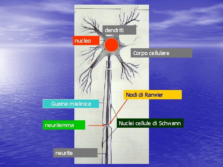 dendriti nucleo Corpo cellulare Nodi di Ranvier Guaina mielinica neurilemma neurite Nuclei cellule di