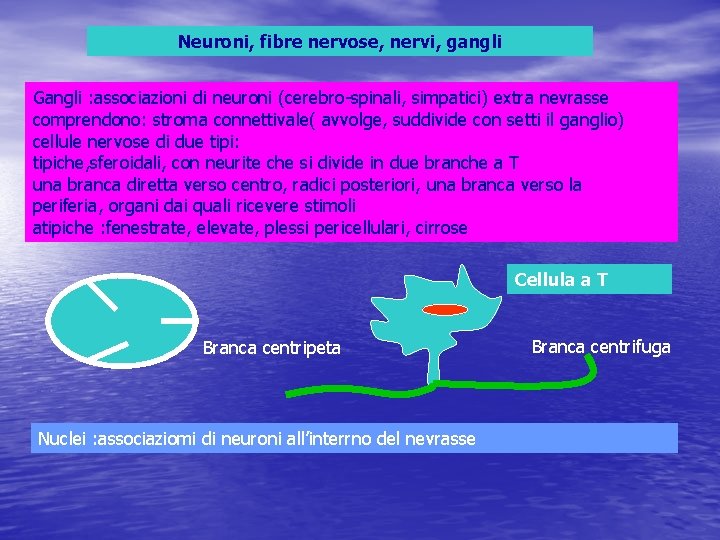 Neuroni, fibre nervose, nervi, gangli Gangli : associazioni di neuroni (cerebro-spinali, simpatici) extra nevrasse