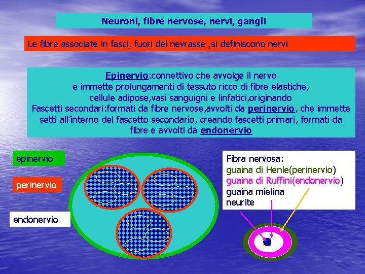 Neuroni, fibre nervose, nervi, gangli Le fibre associate in fasci, fuori del nevrasse ,