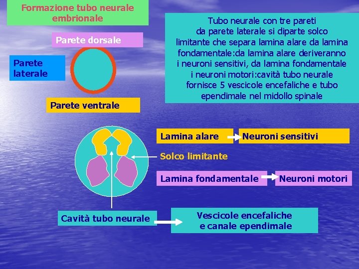 Formazione tubo neurale embrionale Parete dorsale Parete laterale Parete ventrale Tubo neurale con tre