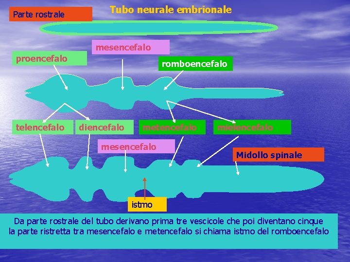 Parte rostrale Tubo neurale embrionale mesencefalo proencefalo telencefalo romboencefalo diencefalo metencefalo mesencefalo mielencefalo Midollo