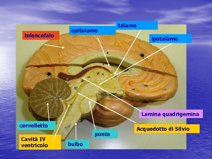 telencefalo epitalamo ipotalamo Lamina quadrigemina cervelletto Cavità IV ventricolo ponte bulbo Acquedotto di Silvio