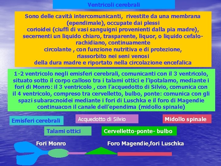 Ventricoli cerebrali Sono delle cavità intercomunicanti, rivestite da una membrana (ependimale), occupate dai plessi