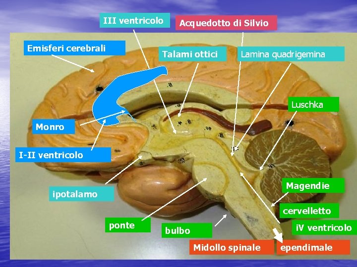 III ventricolo Emisferi cerebrali Acquedotto di Silvio Talami ottici Lamina quadrigemina Luschka Monro I-II