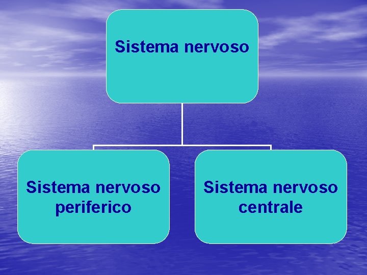 Sistema nervoso periferico Sistema nervoso centrale 