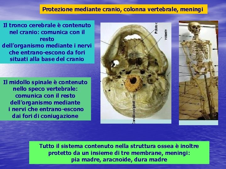 Protezione mediante cranio, colonna vertebrale, meningi Il tronco cerebrale è contenuto nel cranio: comunica