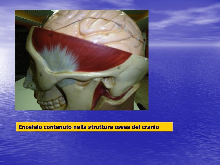 Encefalo contenuto nella struttura ossea del cranio 