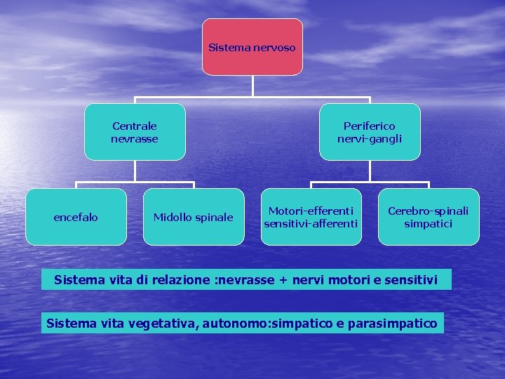 Sistema nervoso Centrale nevrasse encefalo Midollo spinale Periferico nervi-gangli Motori-efferenti sensitivi-afferenti Cerebro-spinali simpatici Sistema