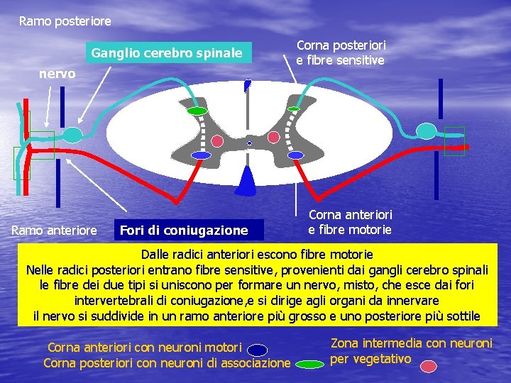 Ramo posteriore Ganglio cerebro spinale nervo Ramo anteriore Fori di coniugazione Corna posteriori e