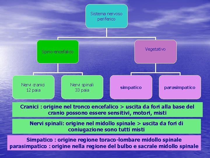 Sistema nervoso periferico Vegetativo Spino-encefalico Nervi cranici 12 paia Nervi spinali 33 paia simpatico