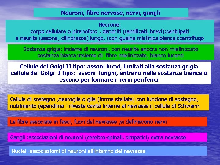 Neuroni, fibre nervose, nervi, gangli Neurone: corpo cellulare o pirenoforo , dendriti (ramificati, brevi):