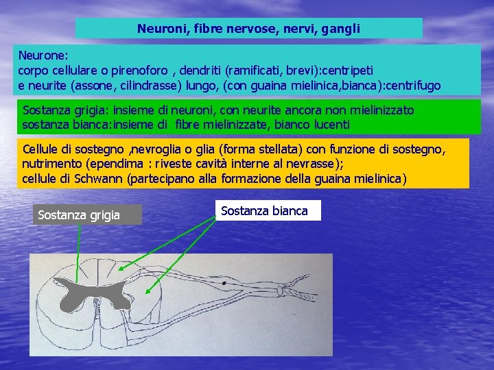 Neuroni, fibre nervose, nervi, gangli Neurone: corpo cellulare o pirenoforo , dendriti (ramificati, brevi):