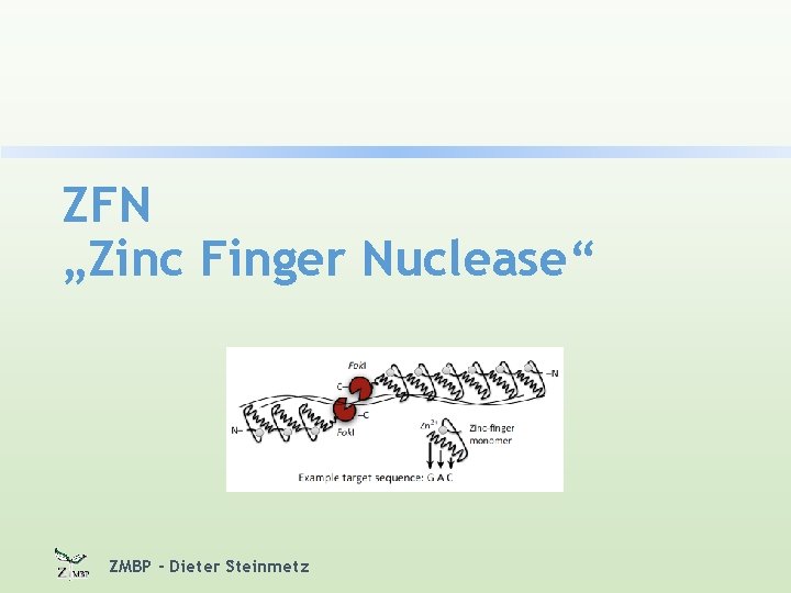 ZFN „Zinc Finger Nuclease“ ZMBP - Dieter Steinmetz 