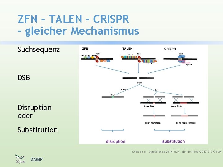 ZFN – TALEN – CRISPR – gleicher Mechanismus Suchsequenz DSB Disruption oder Substitution Chen