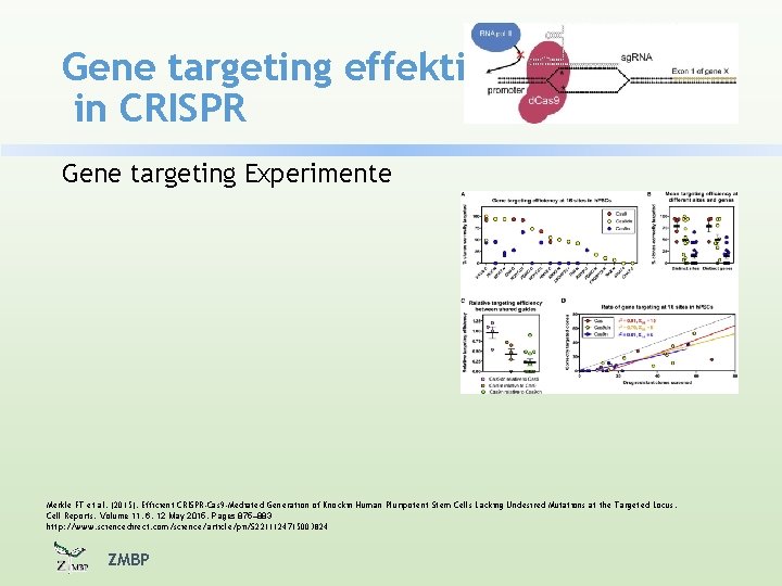 Gene targeting effektiver in CRISPR Gene targeting Experimente Merkle FT et al. (2015). Efficient