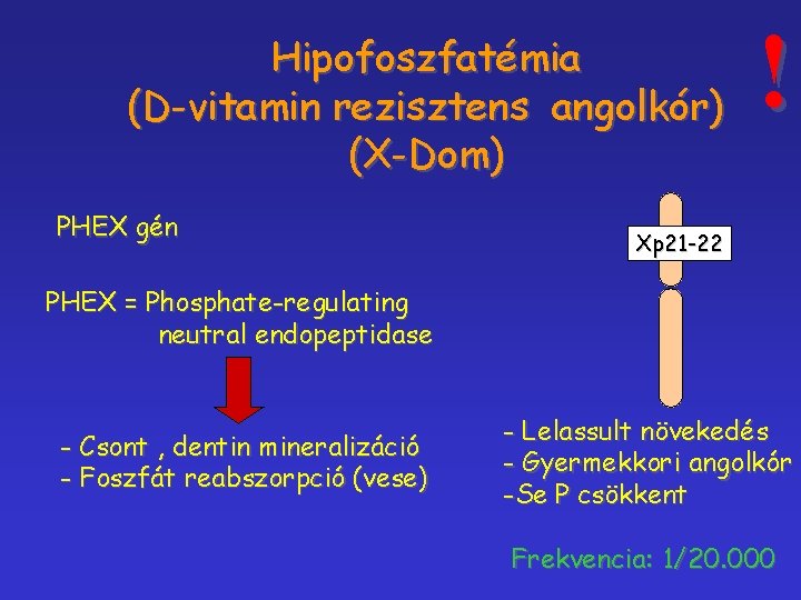 Hipofoszfatémia (D-vitamin rezisztens angolkór) (X-Dom) PHEX gén ! Xp 21 -22 PHEX = Phosphate-regulating