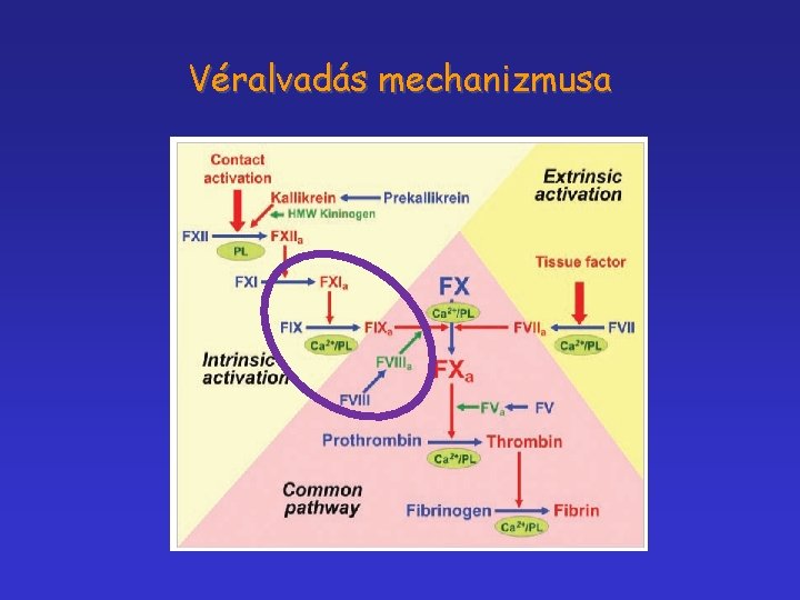 Véralvadás mechanizmusa 