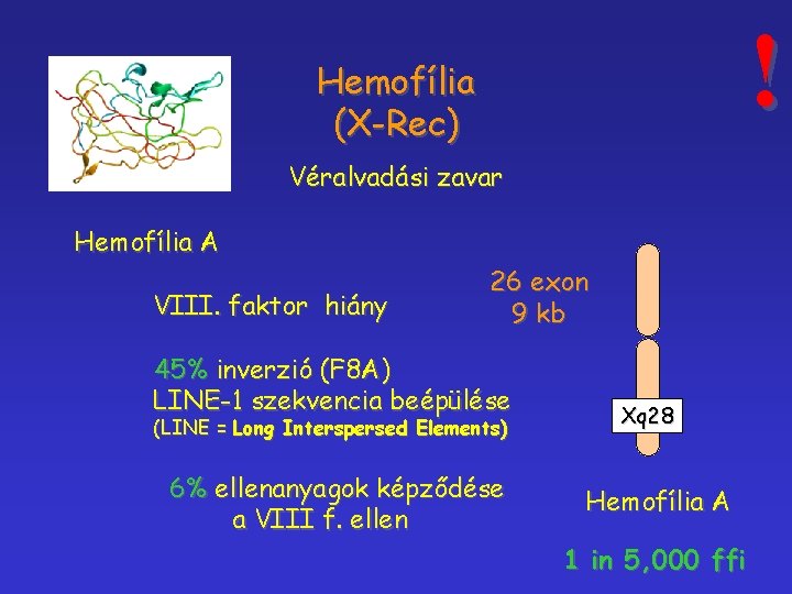 ! Hemofília (X-Rec) Véralvadási zavar Hemofília A VIII. faktor hiány 26 exon 9 kb