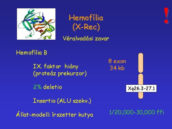 ! Hemofília (X-Rec) Véralvadási zavar Hemofília B IX. faktor hiány (proteáz prekurzor) 2% deletio
