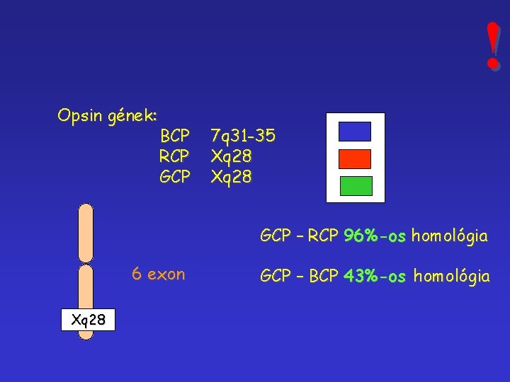 ! Opsin gének: BCP RCP GCP 7 q 31 -35 Xq 28 GCP –