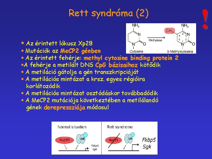 Rett syndróma (2) § Az érintett lókusz Xp 28 § Mutációk az Me. CP