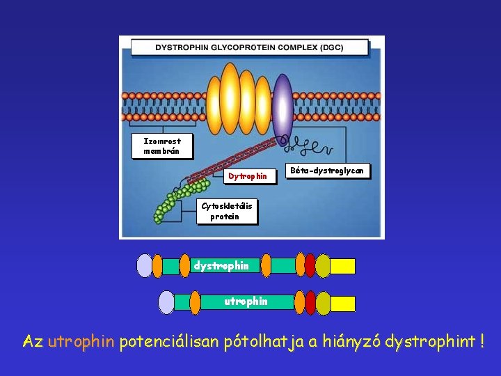 Izomrost membrán Dytrophin Béta-dystroglycan Cytoskletális protein dystrophin utrophin Az utrophin potenciálisan pótolhatja a hiányzó