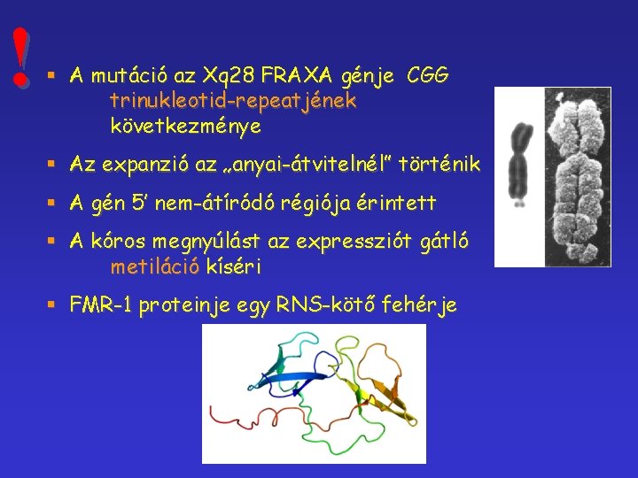 ! § A mutáció az Xq 28 FRAXA génje CGG trinukleotid-repeatjének következménye § Az