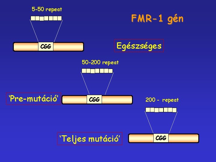 5 -50 repeat FMR-1 gén Egészséges CGG 50 -200 repeat ‘Pre-mutáció’ CGG ‘Teljes mutáció’