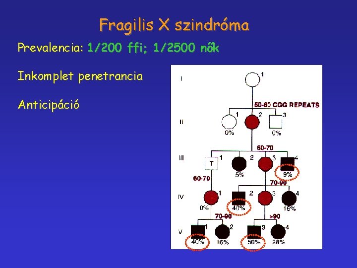 Fragilis X szindróma Prevalencia: 1/200 ffi; 1/2500 nők Inkomplet penetrancia Anticipáció 