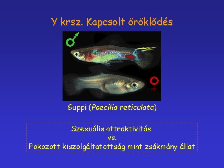 Y krsz. Kapcsolt öröklődés + Guppi (Poecilia reticulata) Szexuális attraktivitás vs. Fokozott kiszolgáltatottság mint
