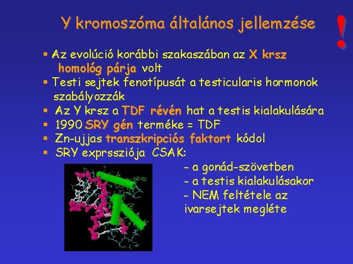 Y kromoszóma általános jellemzése § Az evolúció korábbi szakaszában az X krsz homológ párja