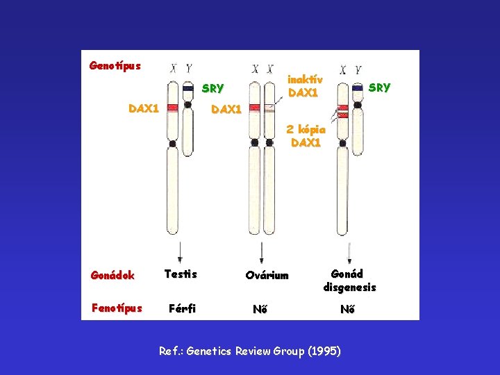 Genotípus inaktív DAX 1 SRY DAX 1 2 kópia DAX 1 Gonádok Fenotípus Testis