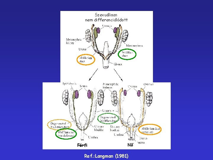 Szexuálisan nem differenciálódott Férfi Nő Ref. : Langman (1981) 
